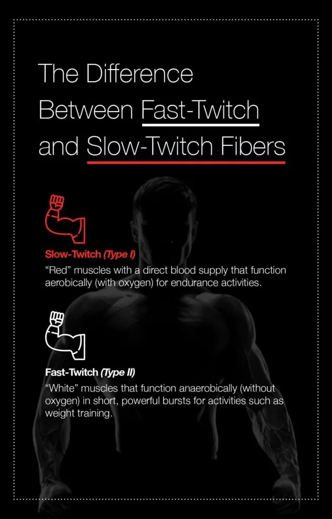 Difference between fast-twitch and slow-twitch muscle fibers